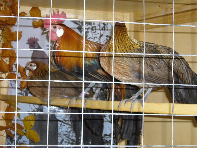 Delbrueck 2008 038.jpg - Zwerg Phönix goldhalsig von Nicole Henkemeier